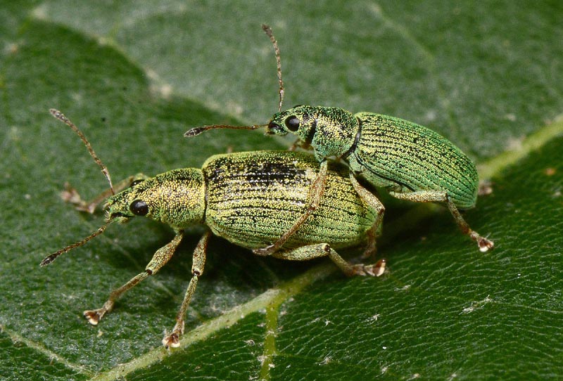 Curculionidae: Polydrusus formosus